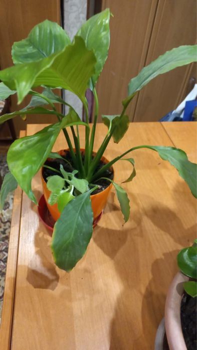 Цветы комнатные