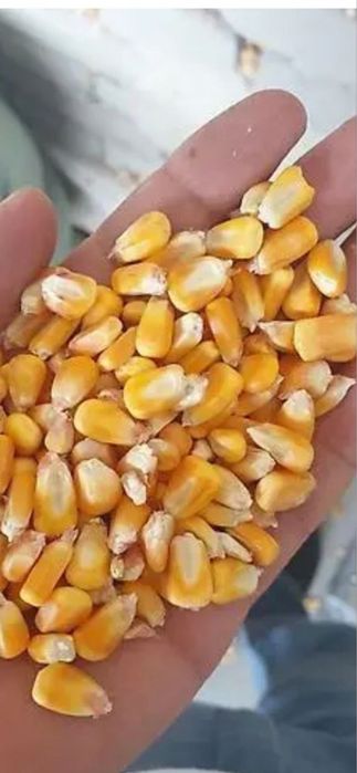 Продам зерно кукурузы новый урожай