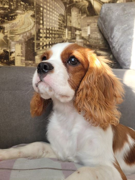 Вязка кобель, Ковалер кинг чарльз спаниель.