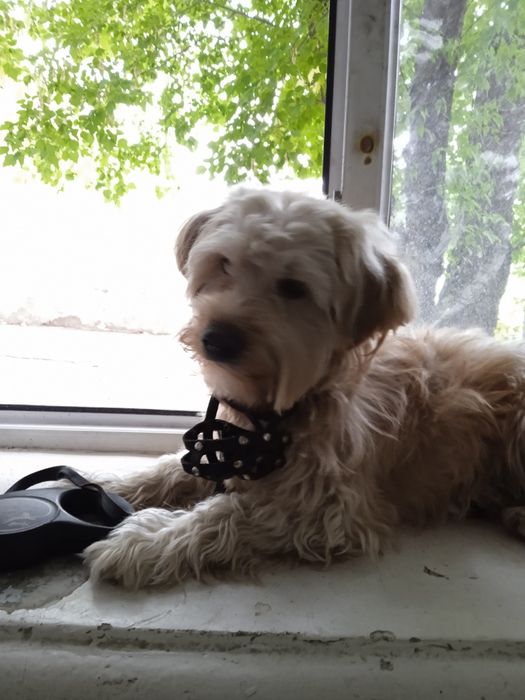 Балонка на вяску