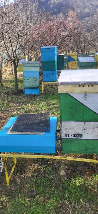 Vand cuti stupi 10 rame cu cat