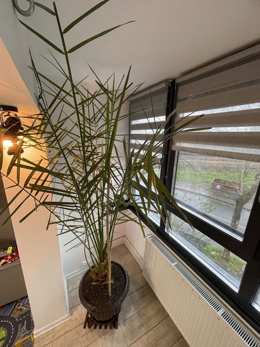 Plata ghiveci palmier curmal aclimatizat decorativ