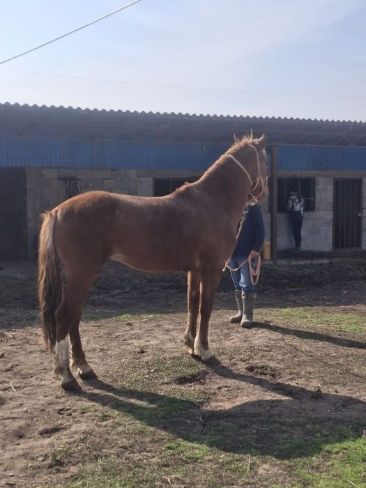 Пподам жеребец 4годика