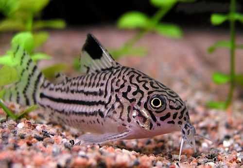 Аквариумный сом "Коридорас"
