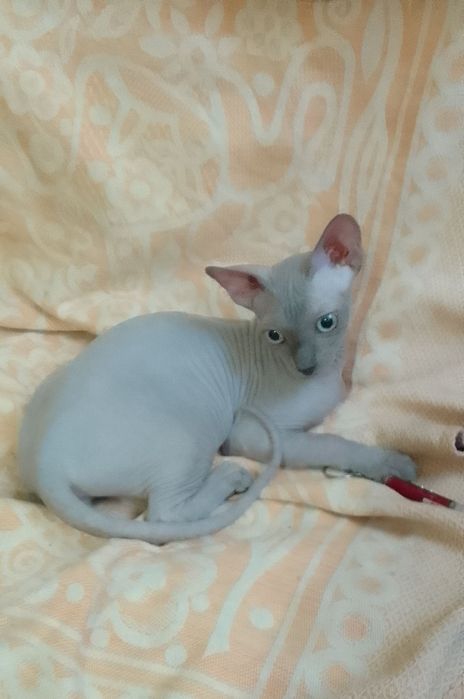 Канадские сфинксы(мальчик и девочка)