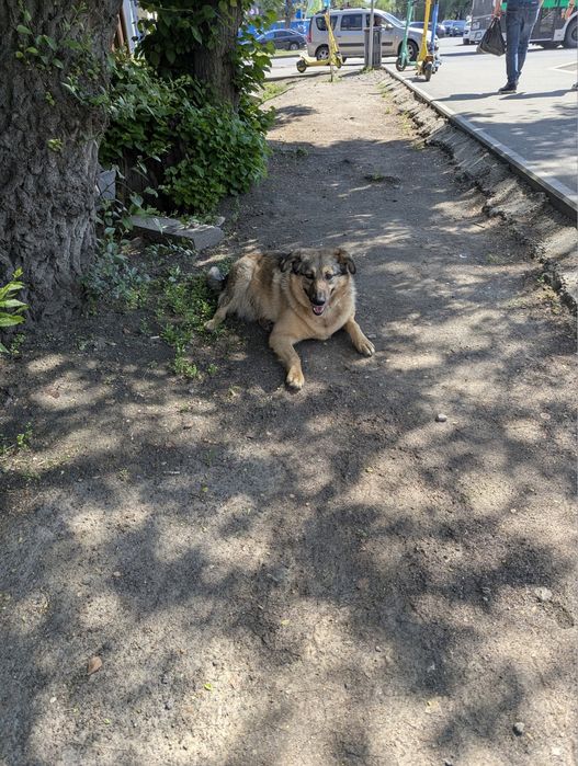 нашлась собака с розовым ошейником