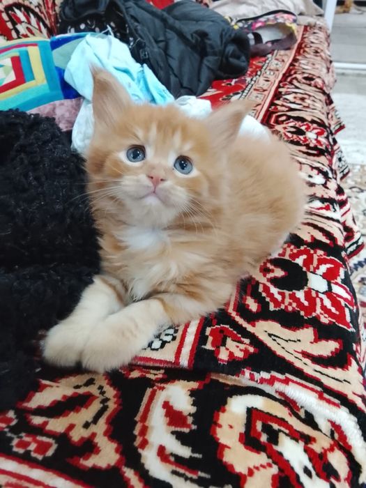 Мейн кун котята