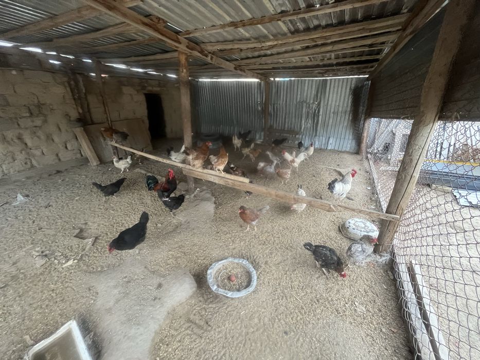 Тауықтар сатылады