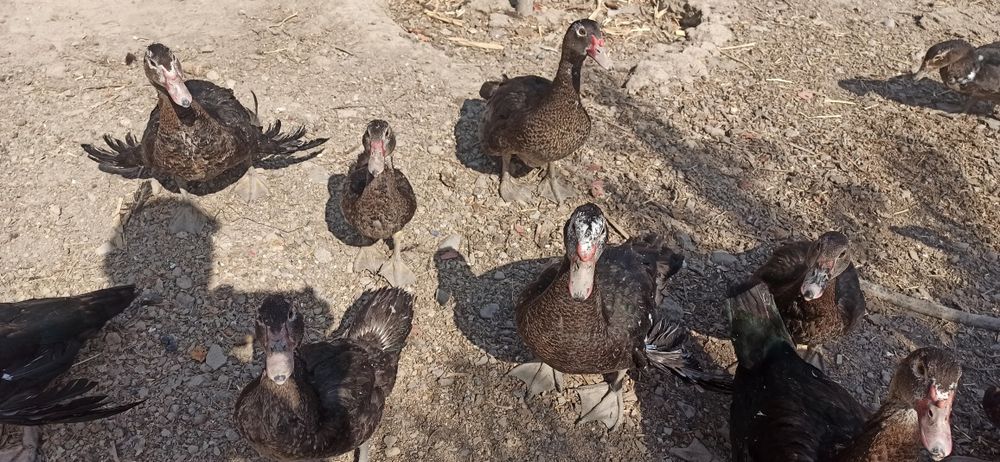 O'rdak sotiladi soni etmishta