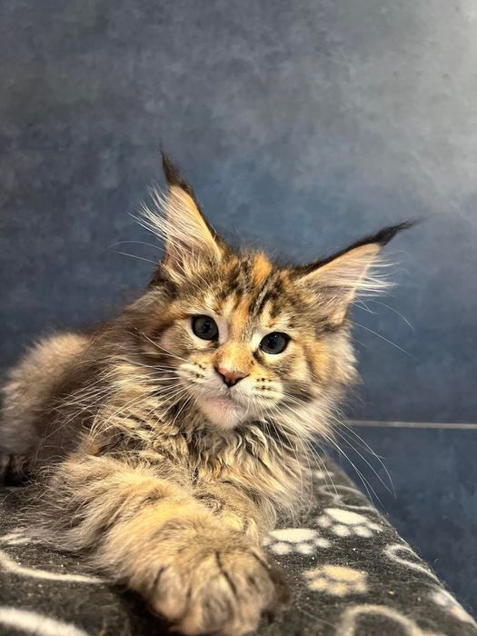 Maine coon puiut