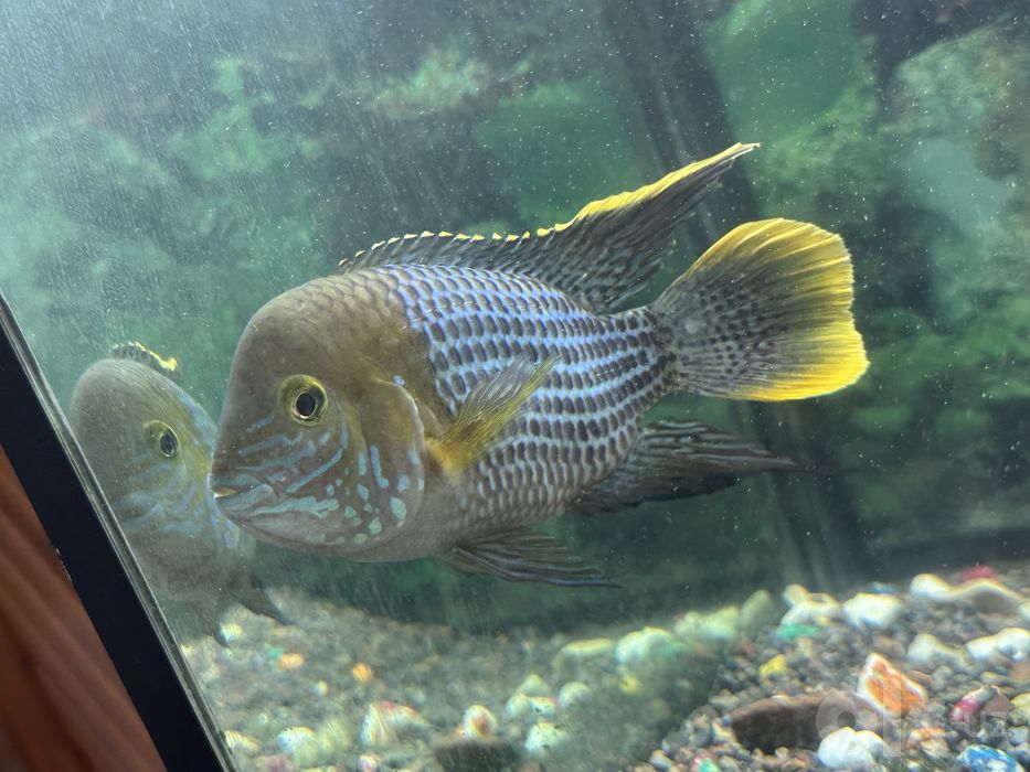 Akvarium komplekt holida sotiladi