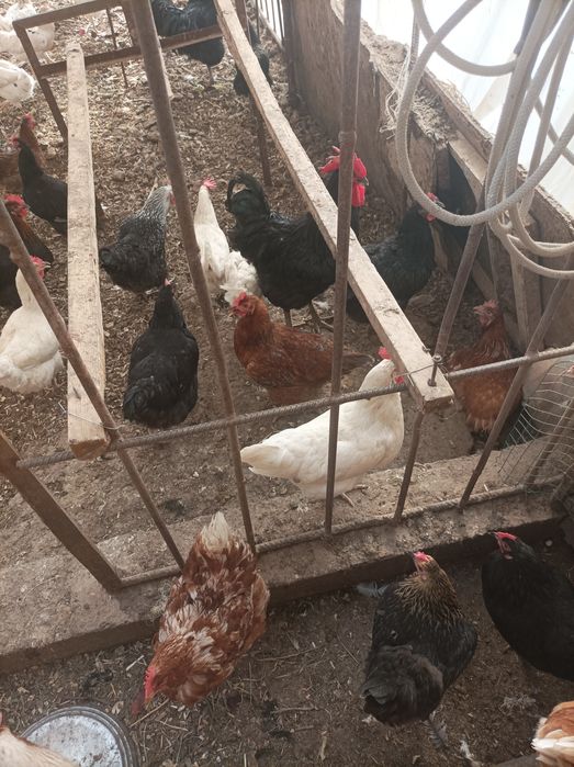 Qorashahzoda tovuqlari sotiladi