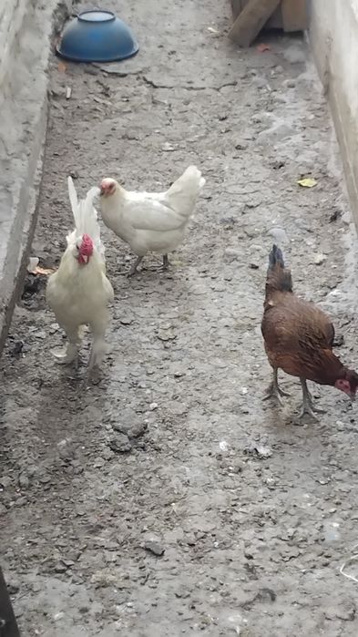 Японча товуқ сотилади