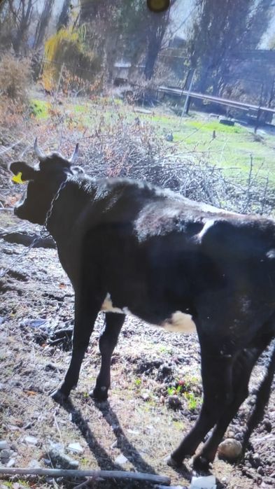 Продам  молодую телку