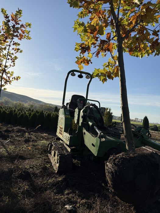 Platanus acerifolia x hybrida - platan