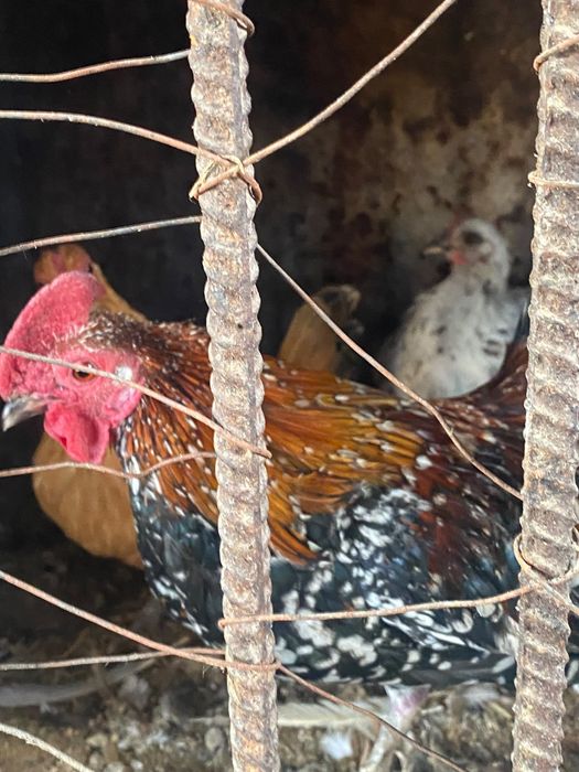 Продам карликовых курей