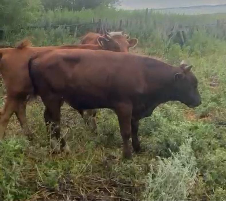 Продаммм бычков 3
