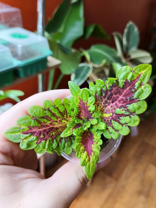 Продам комнатные цветы колеус