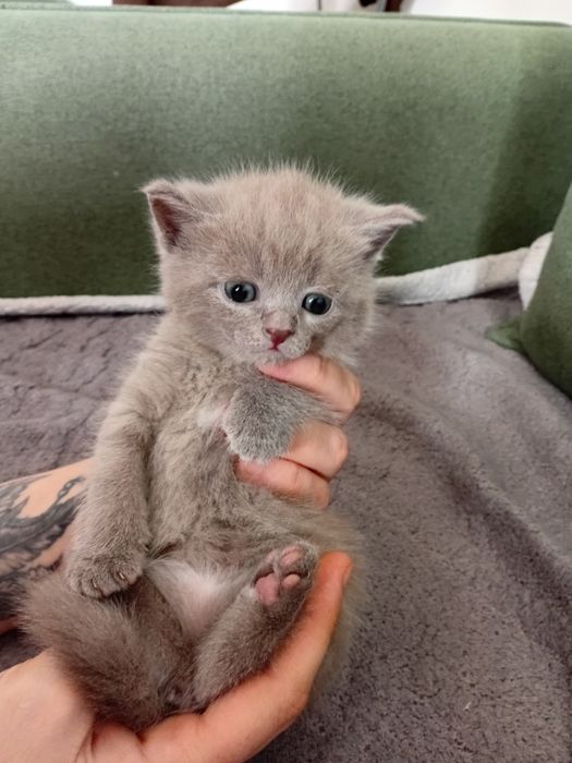 Котята шотландцы