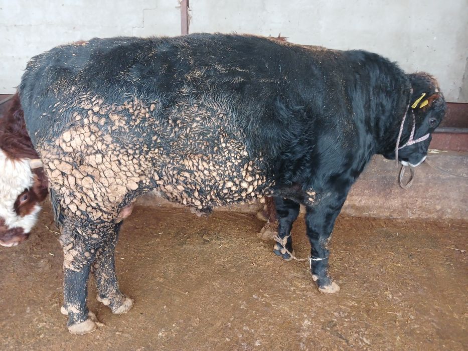 СемізБұхалар.сатылады