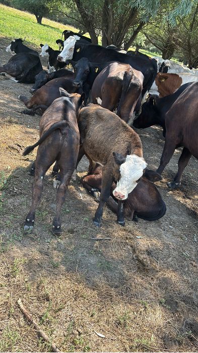 Vitei baltata cu angus