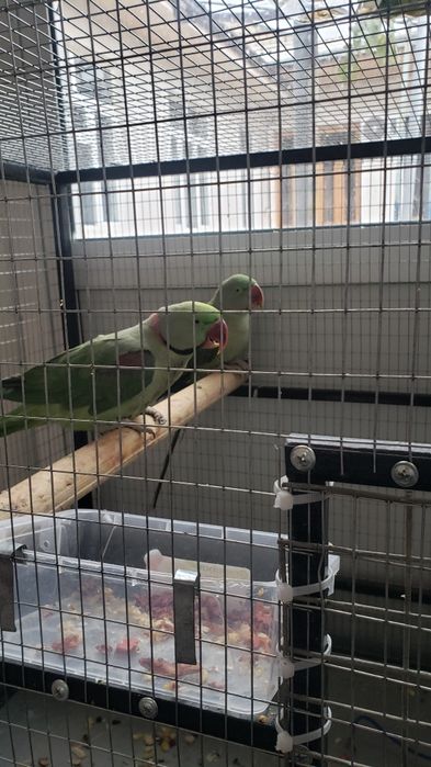 Рабочий Александрийский попугай