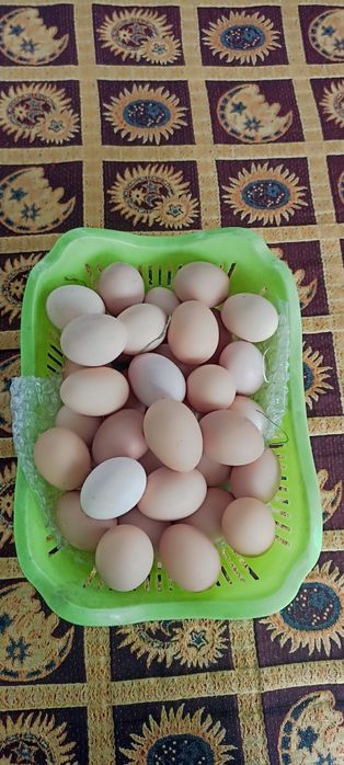Яйца Домашние куринные