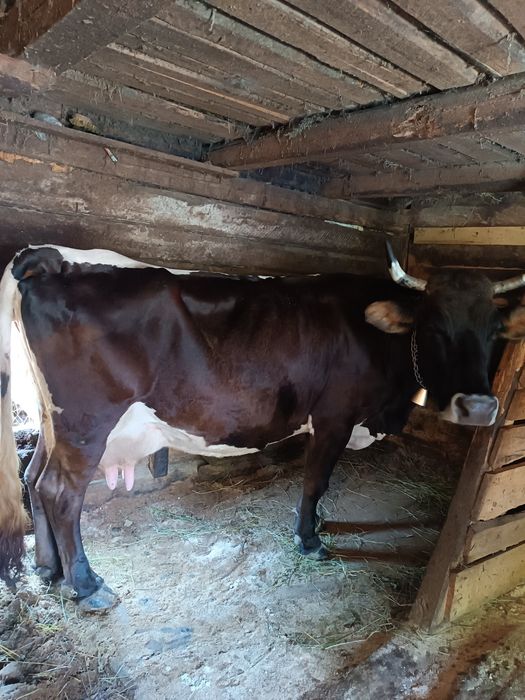 Vaca de vânzare...