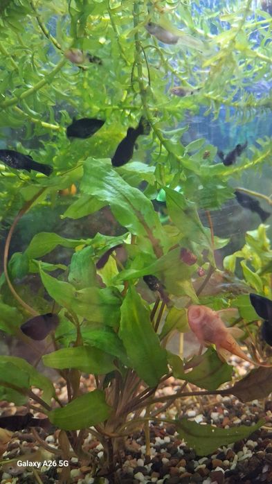 Моллинезия черная