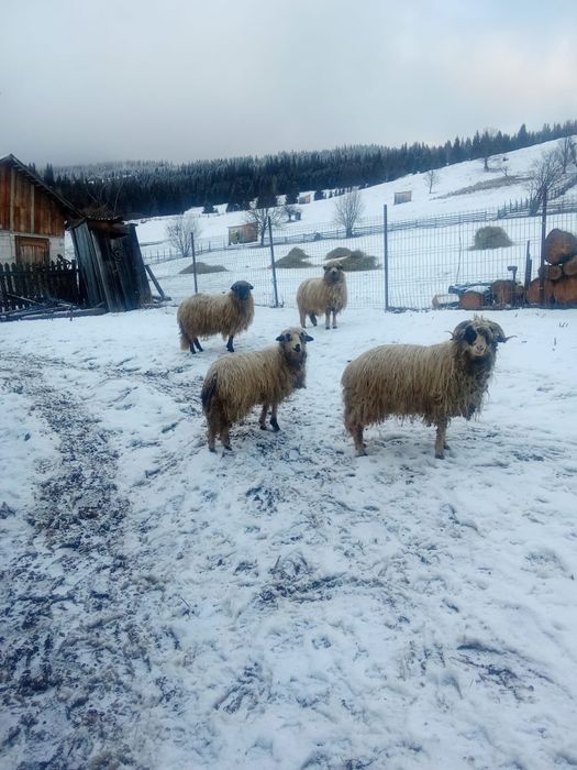 Vând 3 oi și un berbec