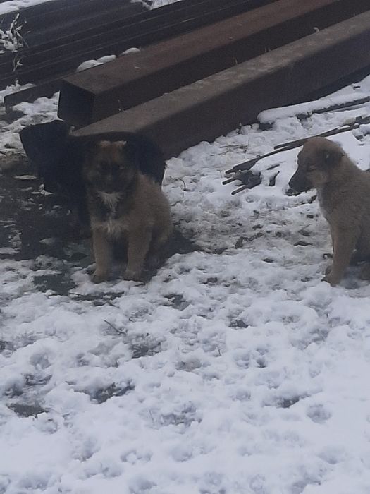 Отдам щенят 5 штук