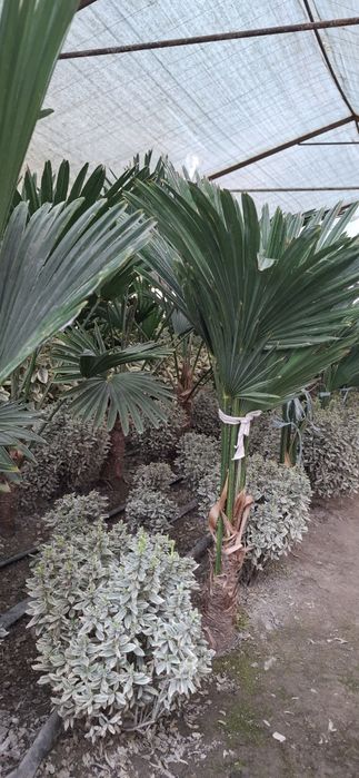 Кўчат ва каламча гуллар сотилади!