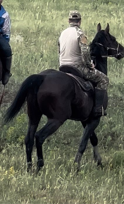 Жеребец айгыр ЧК