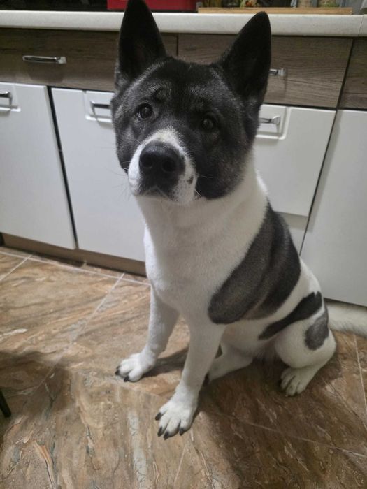 Akita American, femelă caută un nou cămin