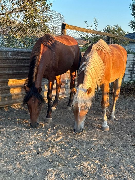 Vânzare iapă de 4 ani, dresată