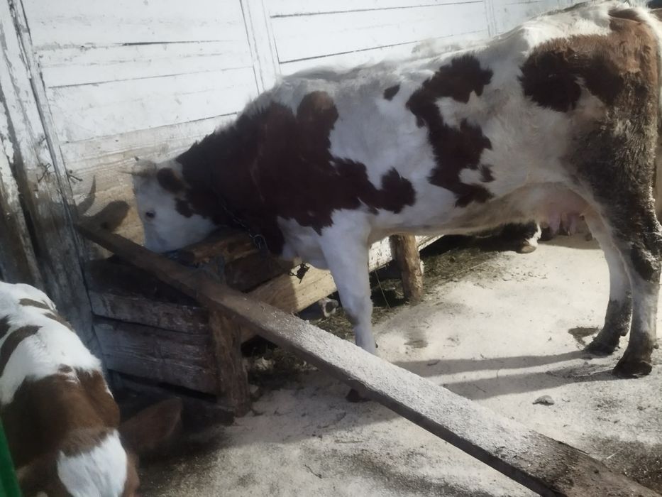 Vând junica cu tot cu vitel