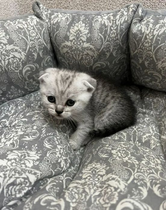 Вислоухий котенок
