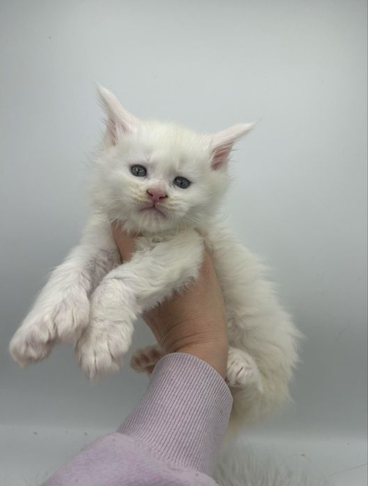 Maine Coon Disponibil