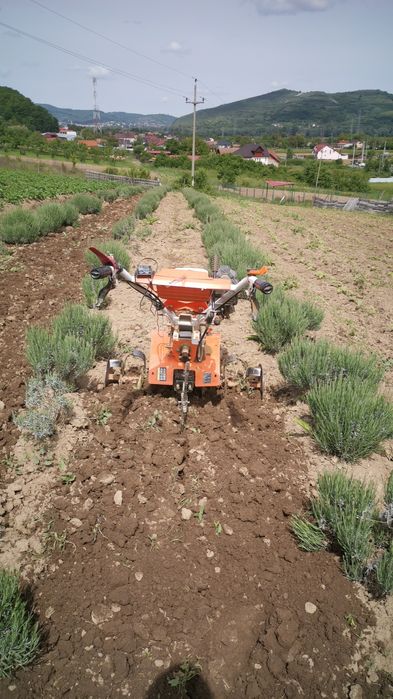 Floare de lavandă uscată / săculeți lavandă.