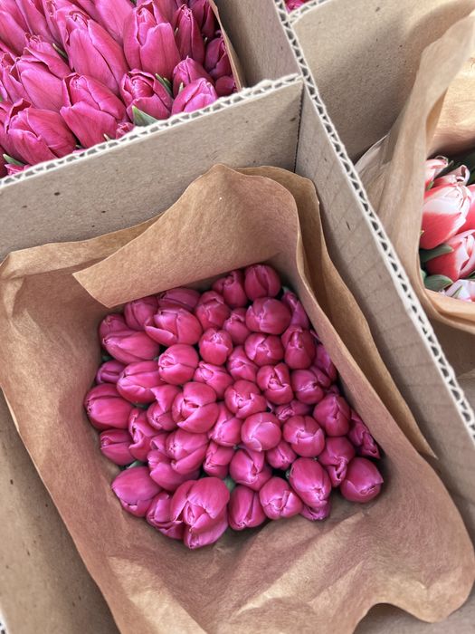 Тюльпаны  Семей