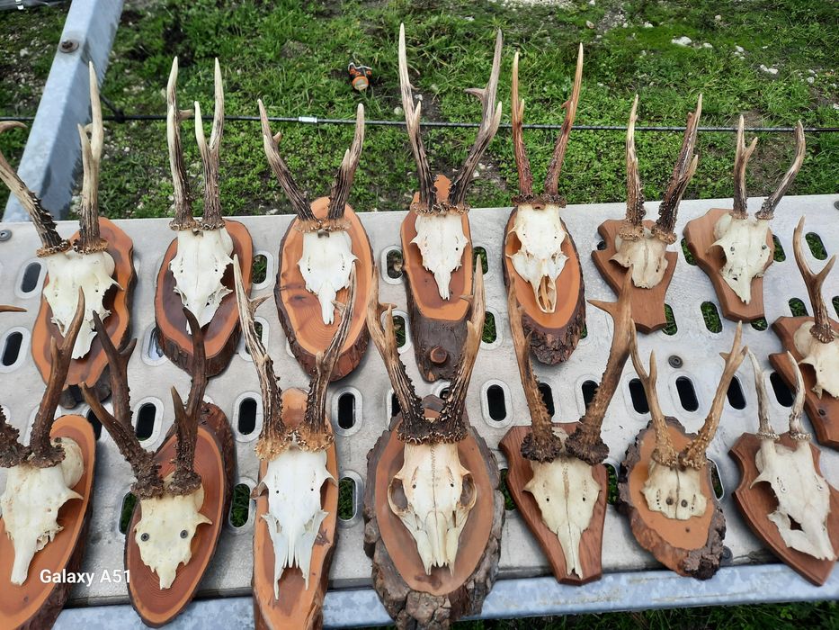 Еленски рога от сърндак.