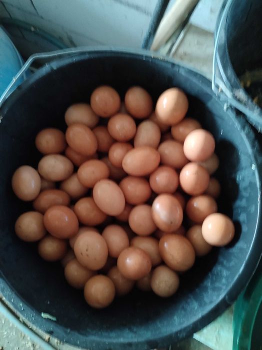 Gaini si puicute de ouă crescute la sol