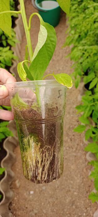 Рассада перцев сладких и острых