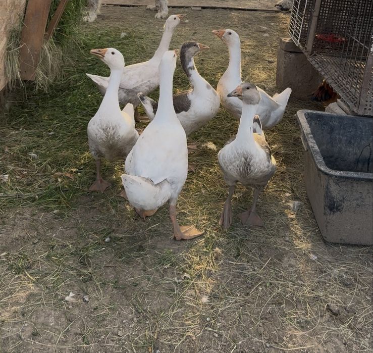 De vânzare gâşte şi rațe româneşti