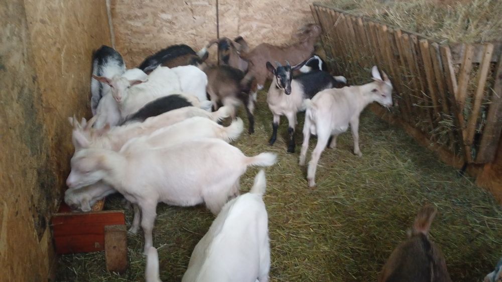 Iezii de vânzare pentru Paște