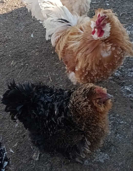 gaini frezate pereche