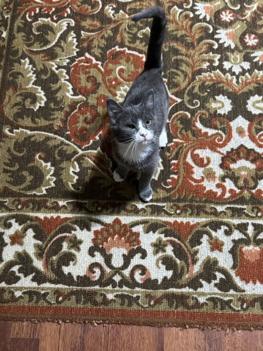 Кошка в добрые руки