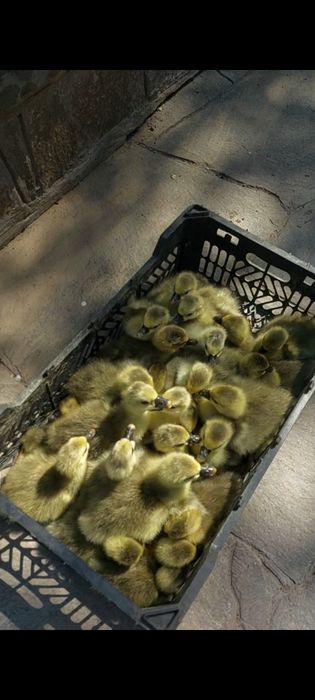 Крупная-Серая гусята