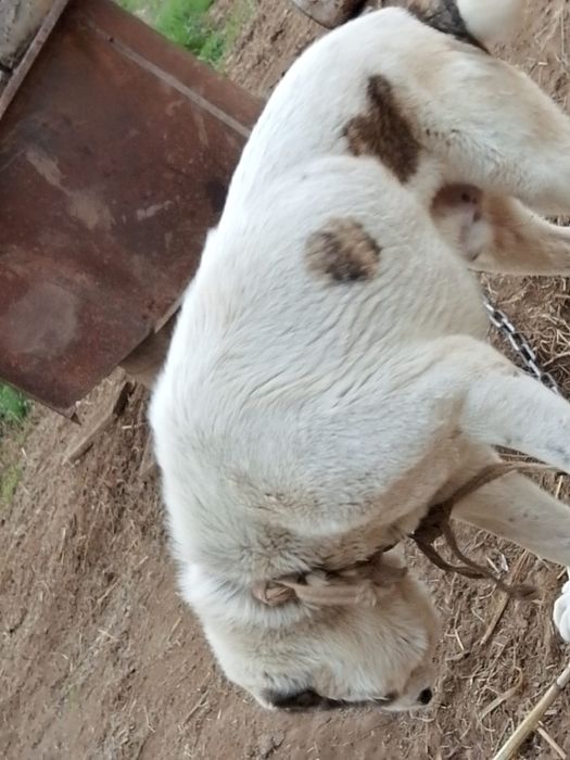 Алабай ит жасы 7