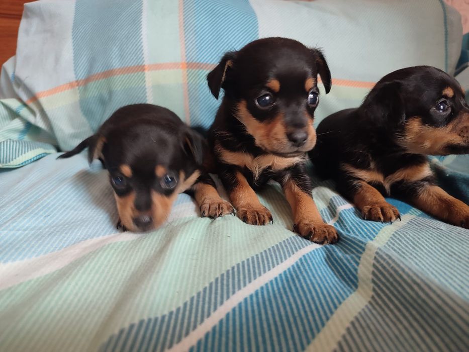 Продам щенков породы мини той